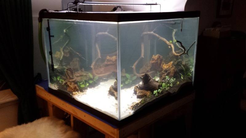 My 150 gallon project... 20170208_200436%202