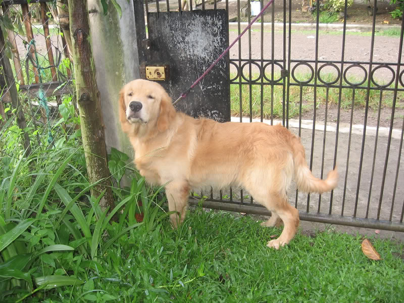 My golden "Claus" 1 yr old. IMG_0189resized