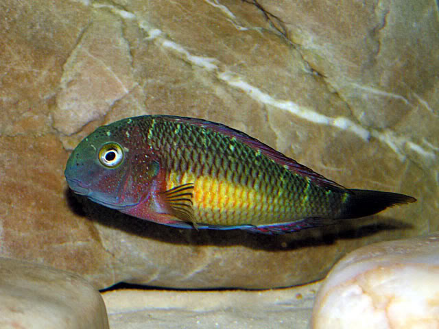 Tropheus moori "Kasanga" PICT0443