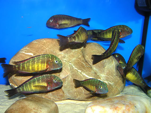 Tropheus moori "Kasanga" PICT0466