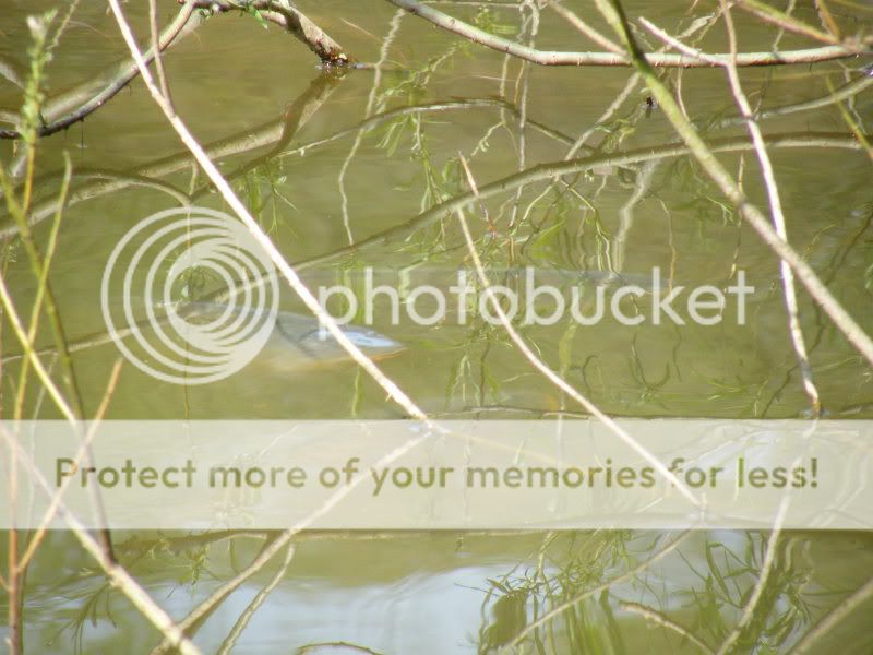 Best Photographer of a carp in its natural habitat Picture013