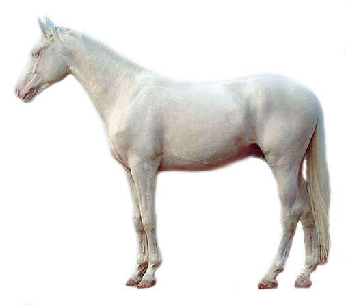 Chevaux ou Licornes Cremello2