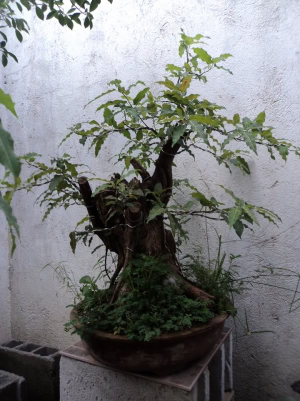Medium sized Ficus Concinna DSC03440_720x960