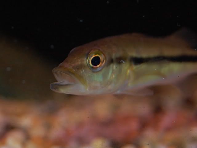 Cichla Temensis CSC_0156