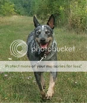 Post yr pics - Page 6 155AustralianCattleDog4