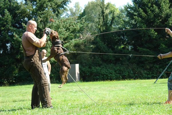 les chiens remarquables en europes. DSC04545