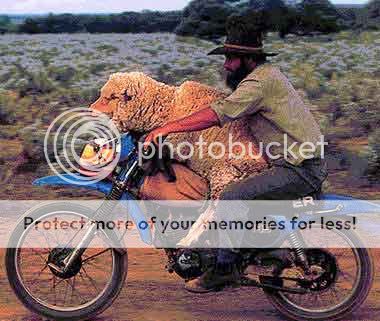 Qu'est-ce qui vous a fait rire aujourd'hui - Page 9 Sheep-on-Motorcycle