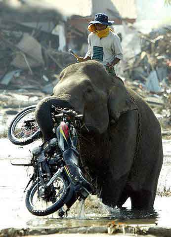    - Page 6 Elephant-motorcycle-transport