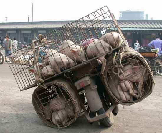 JOGO IMAGENS MOTARD GOOGLE - Página 3 Pig-cycle