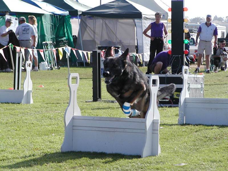 Flyball video... PIC00072