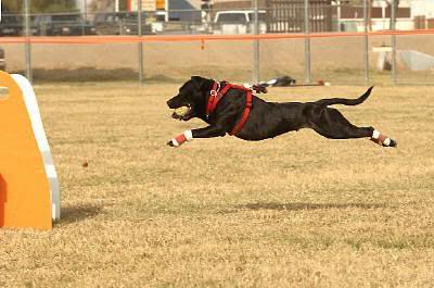 Flyball video... Viewphoto