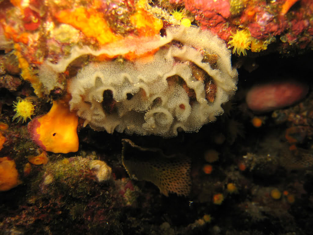 [cr] plongée sur l'arche et tiki plage (de nuit) Ag09101