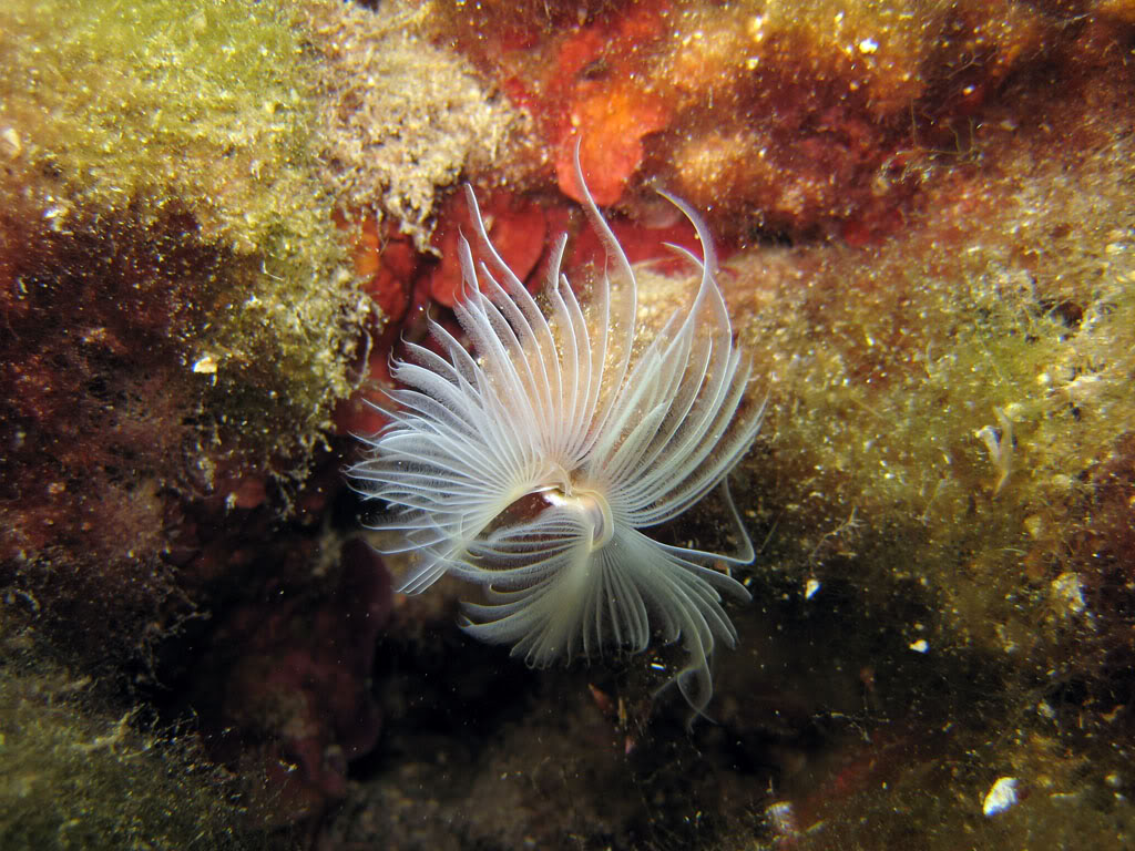 [cr] plongée sur l'arche et tiki plage (de nuit) Ag09104