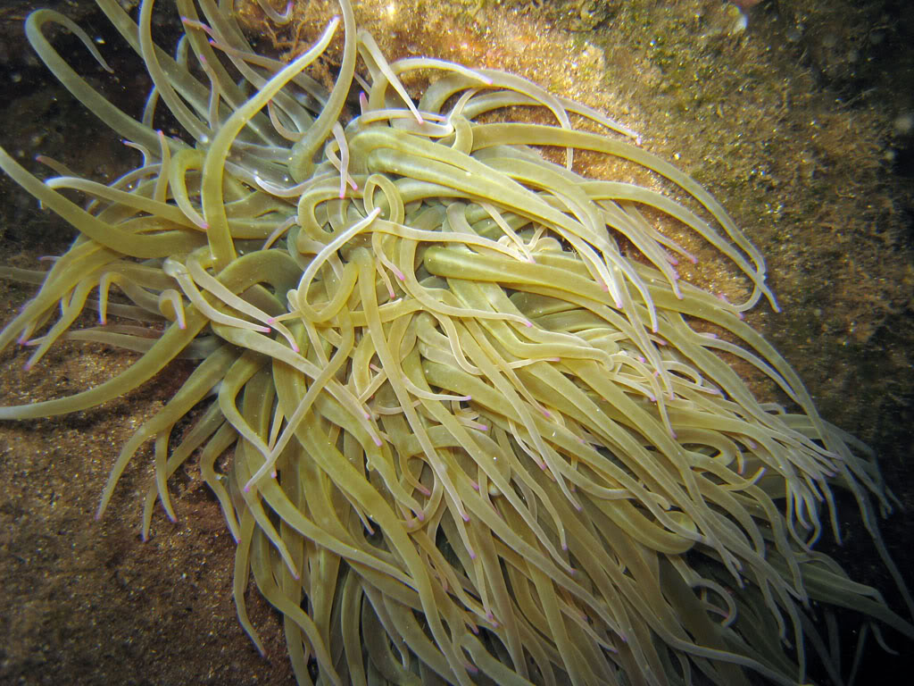 [cr] plongée sur l'arche et tiki plage (de nuit) Ag09109