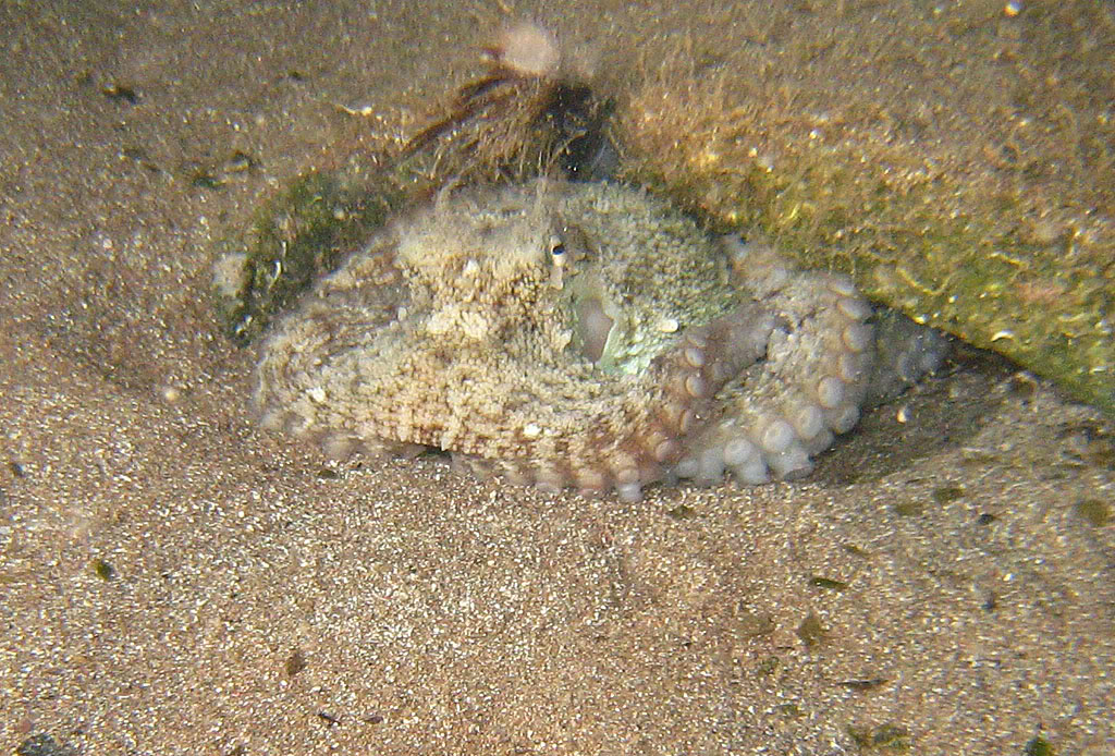 [cr] plongée sur l'arche et tiki plage (de nuit) Ag09115