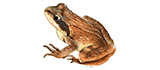 Lithobates sylvaticus