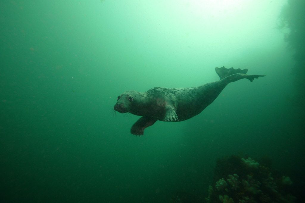 l'image du 21 Aout au soir Farnes34_zps388981e9