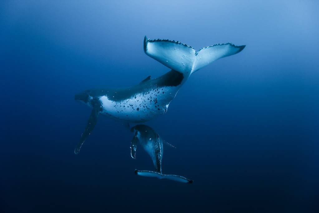 communiqué de Longitude 181 : le film "Oceans" Oceansbal