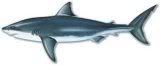 Carcharodon carcharias (Modérateur)