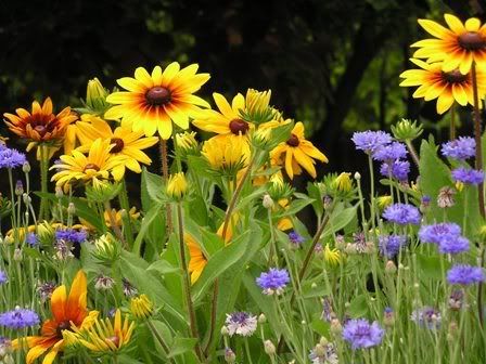 Lepo, lepe... Flowers