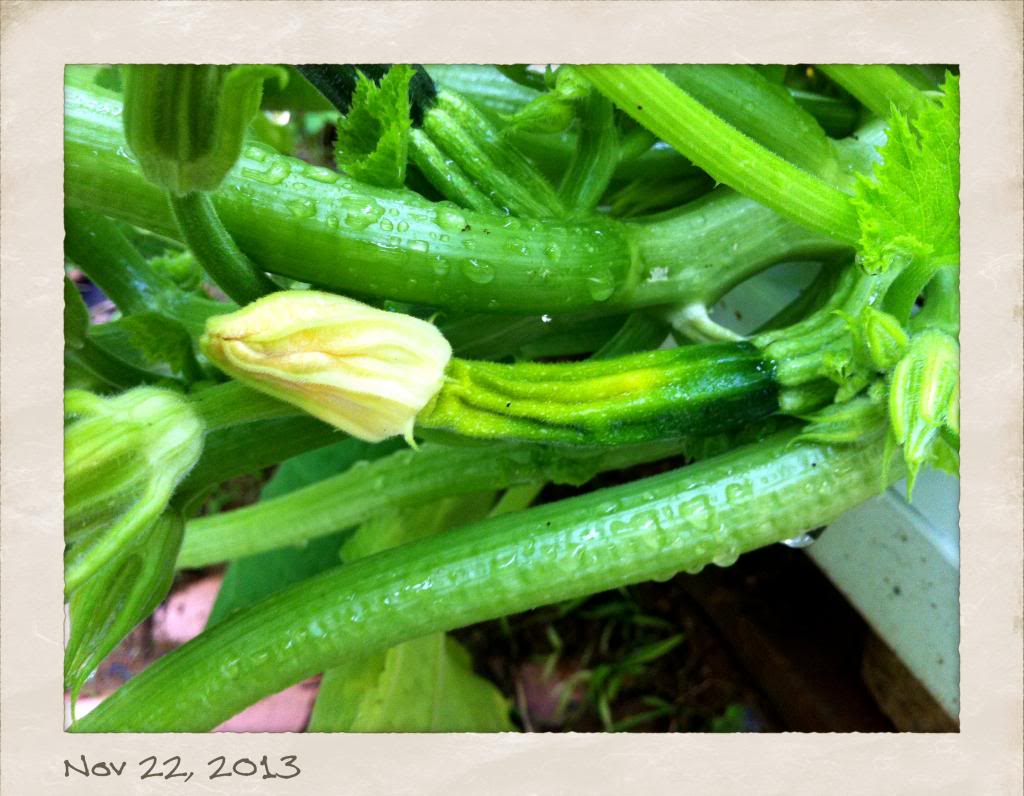 Female zucchini flowers won't fully open Photo2