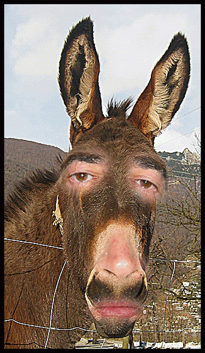 Es cara de hombre, o de burro?\Is it face of man or donkey? Burro