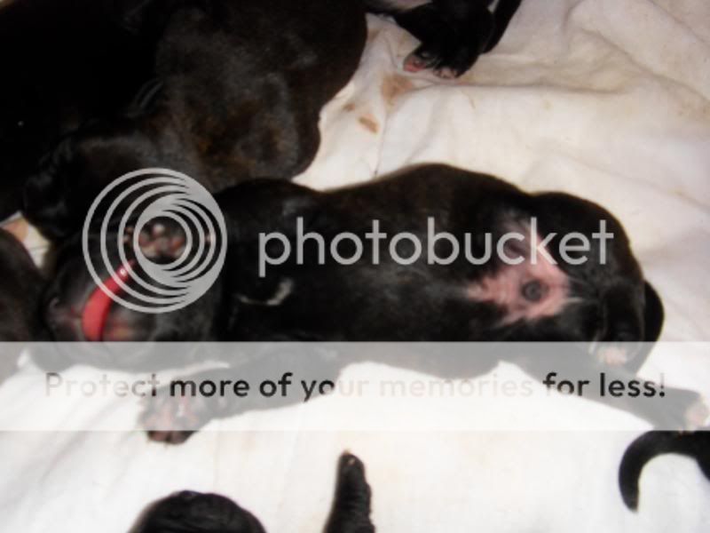 Sum pics of dakota and the pups around 3-4 days old  008