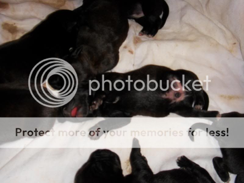 Sum pics of dakota and the pups around 3-4 days old  009