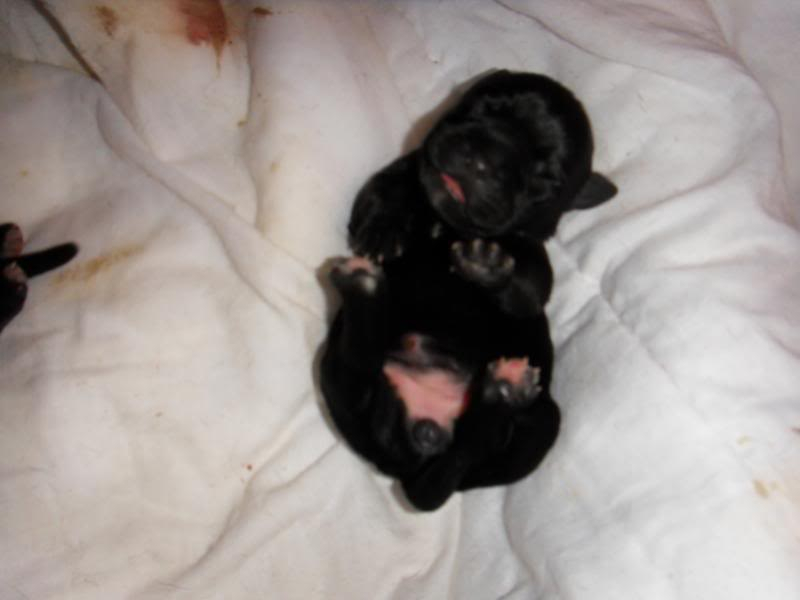 Sum pics of dakota and the pups around 3-4 days old  011