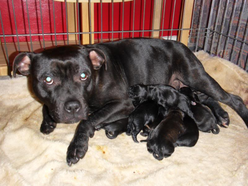 Sum pics of dakota and the pups around 3-4 days old  108