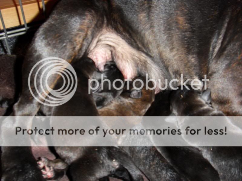 Sum pics of dakota and the pups around 3-4 days old  123