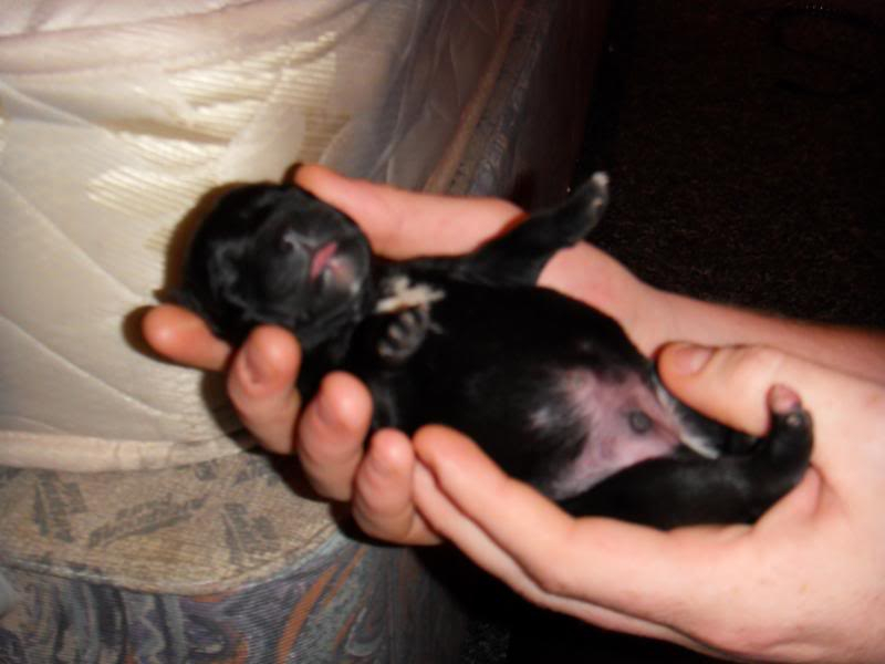 Sum pics of dakota and the pups around 3-4 days old  124-1