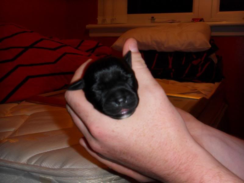 Sum pics of dakota and the pups around 3-4 days old  125