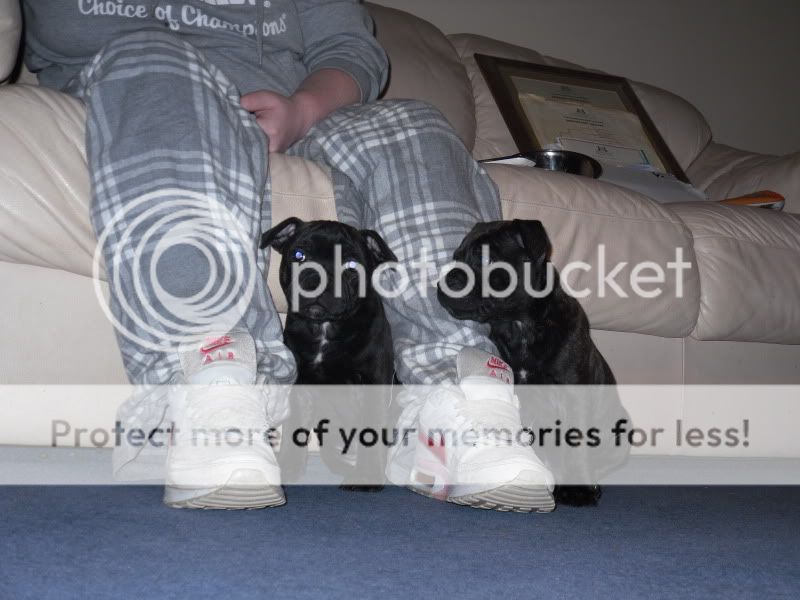 Looking 4 Puppies Photos - Page 2 362-1