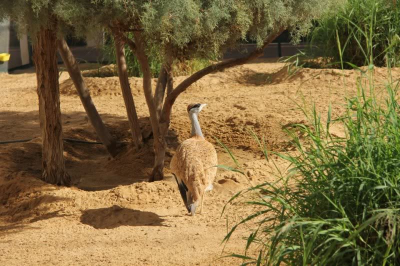 Émirats Arabes Unis Houbara