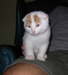 Just had so show you all... Kitten2