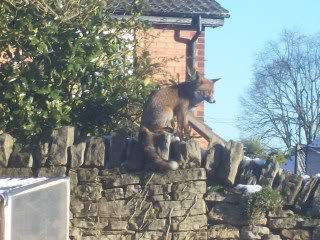 saw this Fox out in the afternoon 2010016