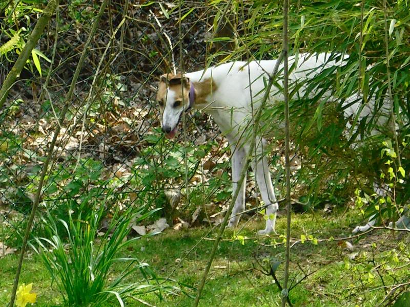 Beauty by Name and Nature Greyhound Girl CIMG2012