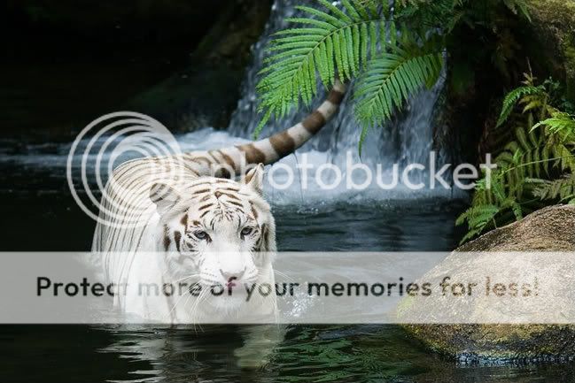 Fotografije koje volite White_tiger_in_water