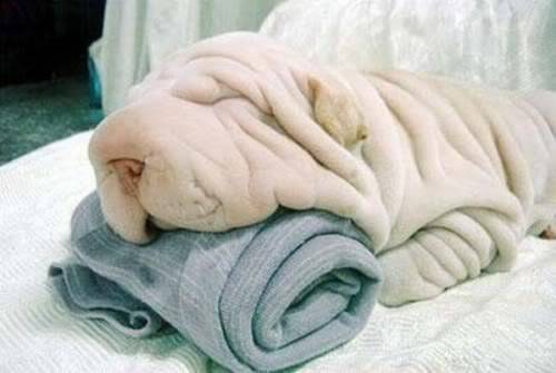 يا ترى ايه اللي في الصورة ؟!!! Dog_or_towel_001