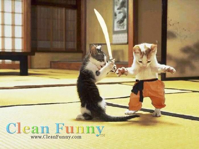 xinh ko nè Animal-satire-kitten-cat-sword-feli