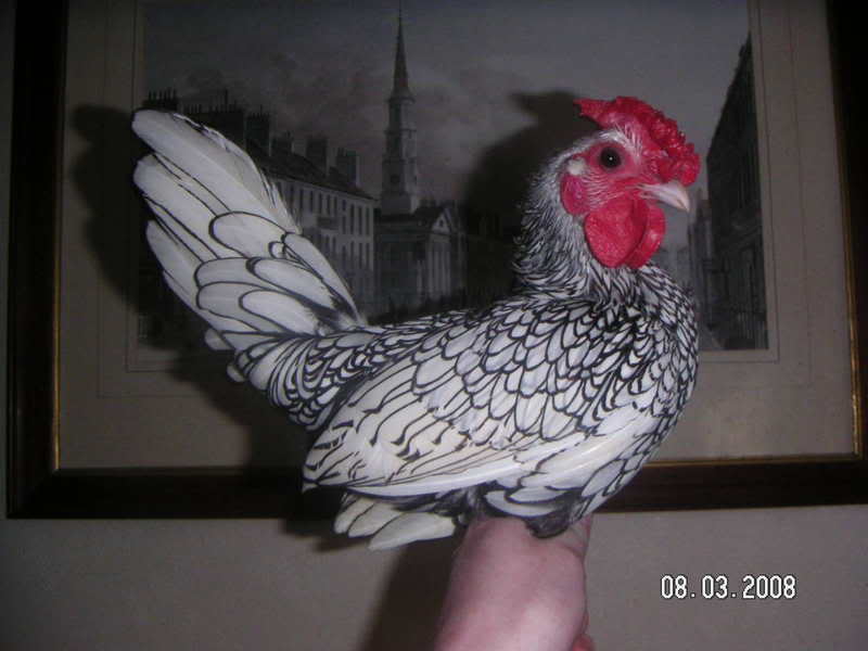 my new bantams PICT0002