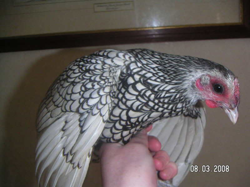 my new bantams PICT0008