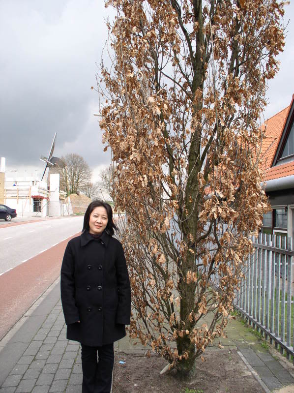 Hinh Châu Âu.. HaNijmegen037