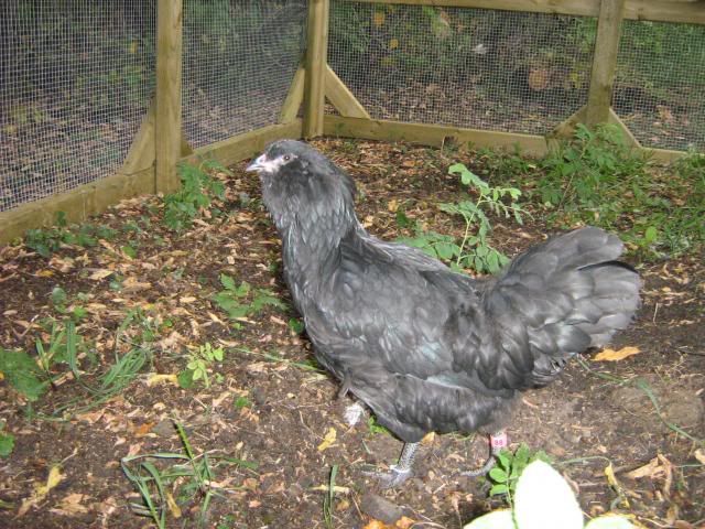 Ameraucana Pullets – Central SK Newcoopnchickensfall2013069