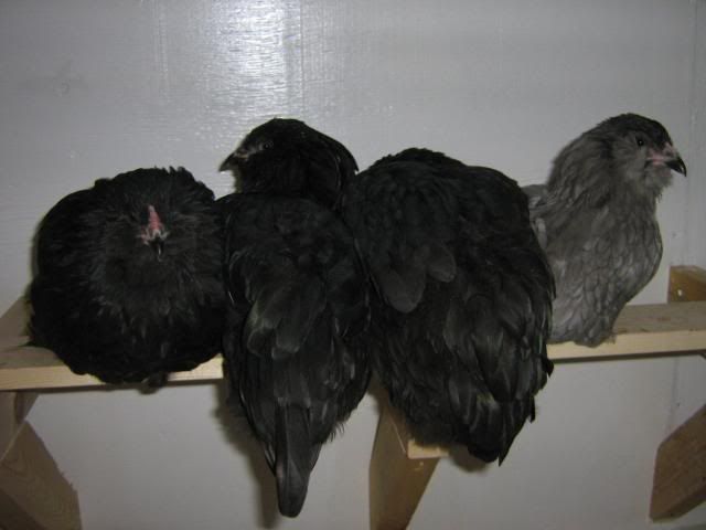 Ameraucana Pullets – Central SK Newcoopnchickensfall2013087