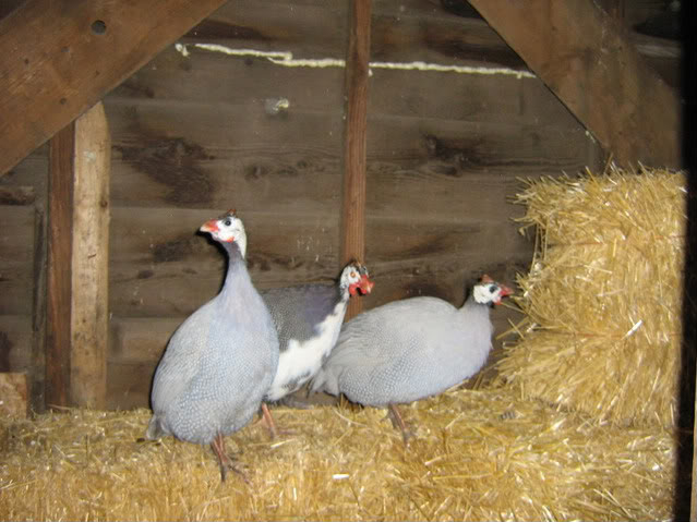 Trio of Guineas - SOLD Chickenpics2011765