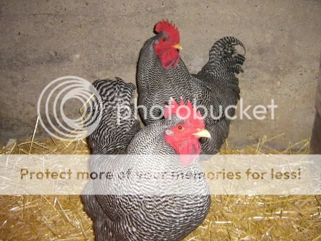 Frozen Wattles Chickenpicss2012003FB