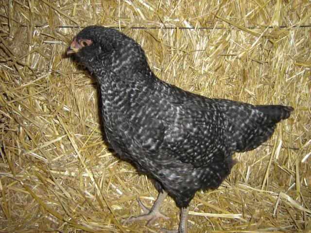 Opinions on gender *pics* Chickens2013127