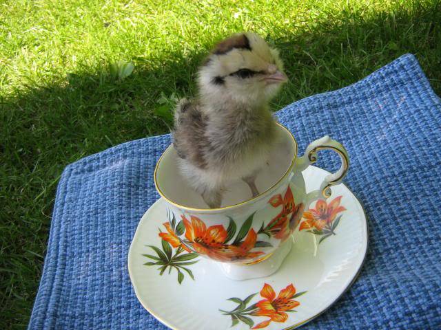 Silver Ameraucana Chicks **SOLD** Silveramteacuppeep